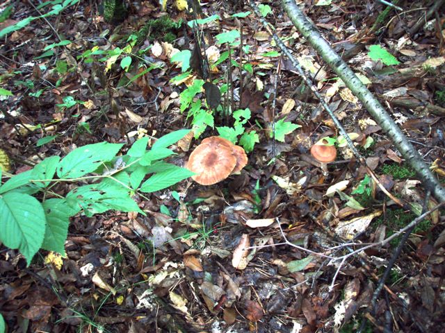 Forest Wonders: Mushrooms (5)