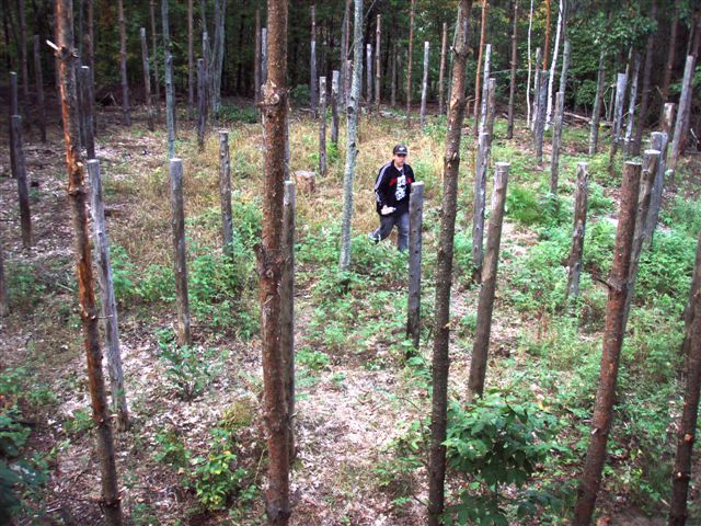 Forest Woodhenge Complete-Jesse Footit