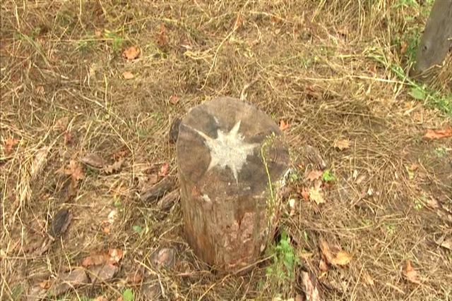 Star Stump at the Centre