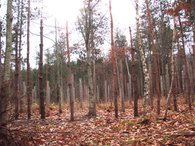 Forest Woodhenge