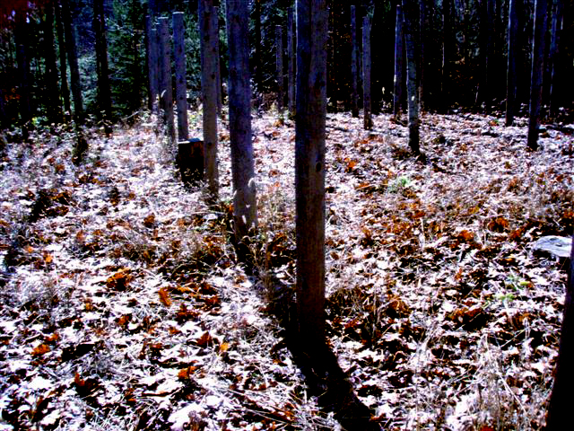 Forest Woodhenge - MidFall-True Noon (1)