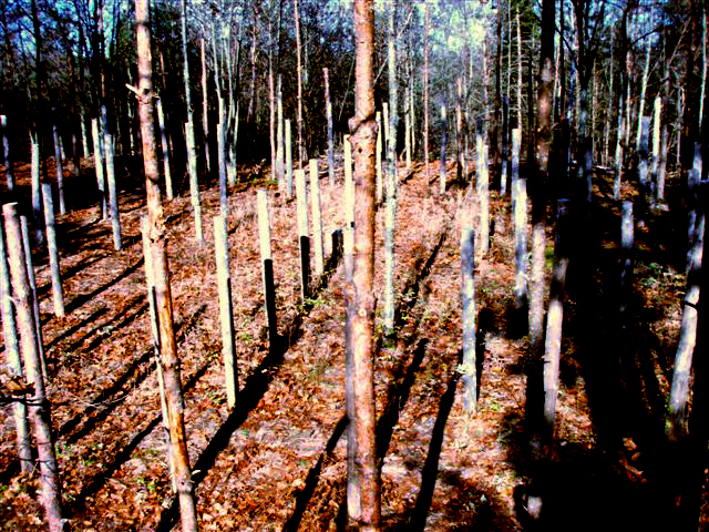 Forest Woodhenge - MidFall-True Noon (4)