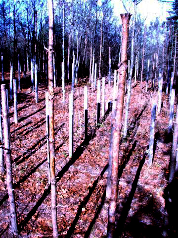 Forest Woodhenge - MidFall-True Noon (5)