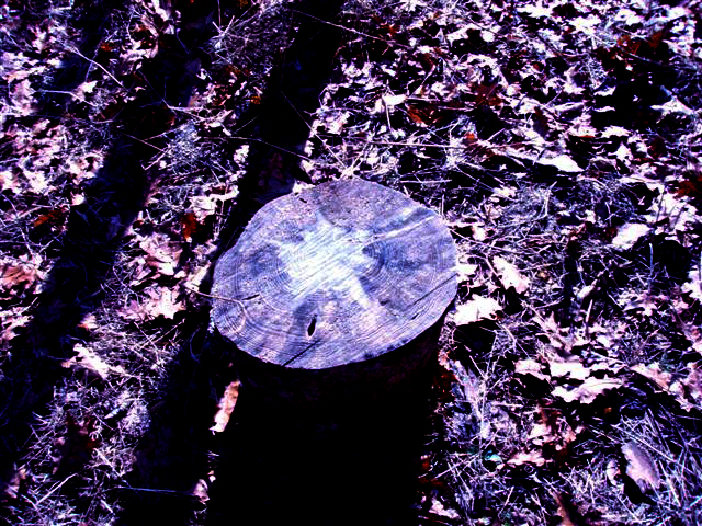 Forest Woodhenge-MidFall - Star Stump