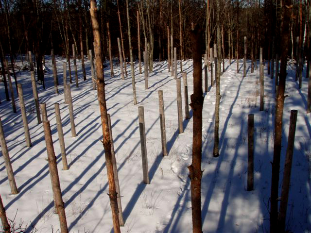 Forest Woodhenge: Winter Solstice: True Noon