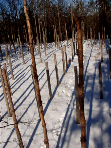 Forest Woodhenge: Winter Solstice: True Noon (3)