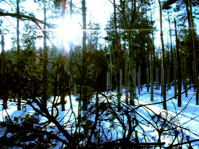 Forest Woodhenge Winter Solstice - Sunset!!
