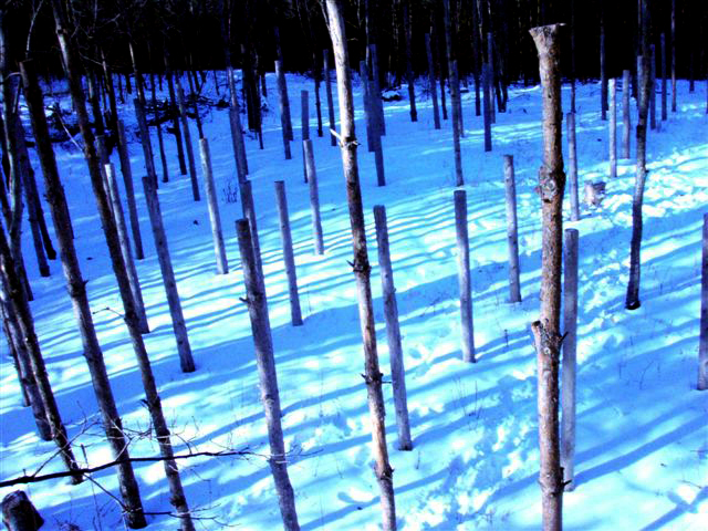 Forest Woodhenge - Winter Solstice (1)