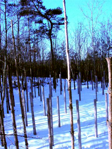 Forest Woodhenge - Winter Solstice (3)