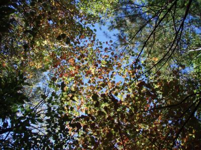 In The Forest - A Canopy Above