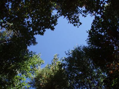 In the Forest - the Canopy Above 4