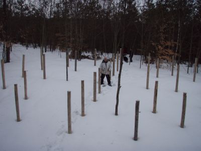 Forest Woodhenge - Robin Armstrong-Spring Equinox 2