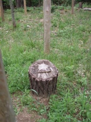 Forest Woodhenge - the Star Stump still shines!