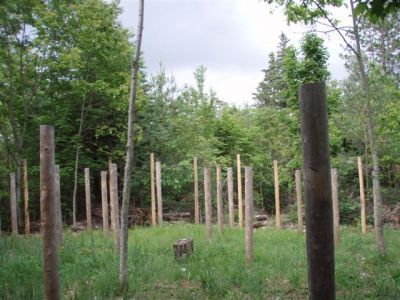 Forest Woodhenge - Looking East