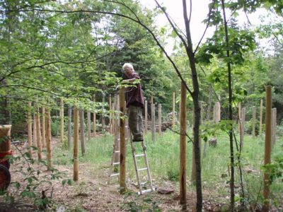 Forest Woodhenge - Robin putting CDs on top of the posts