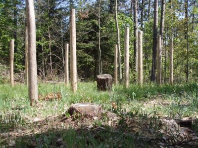 Forest Woodhenge - Stumps!