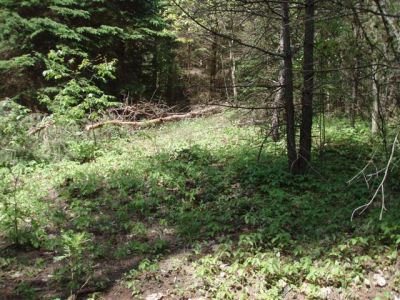 Forest Woodhenge - Poinson Ivy Pathway!