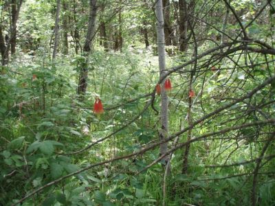 Forest Woodhenge - Wild Flowers 3