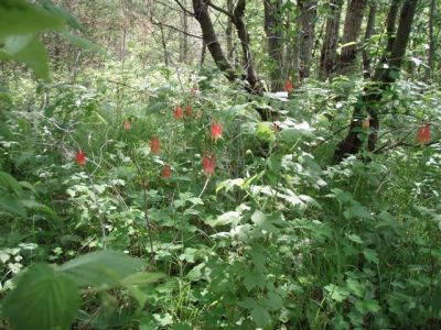 Forest Woodhenge - Wild Flowers