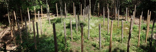 Forest Woodhenge - 5 circles!