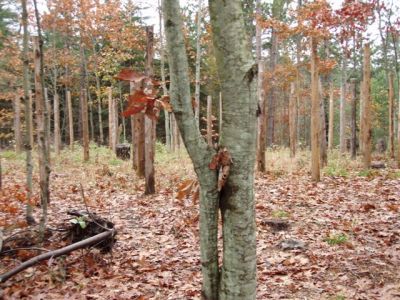 Forest Woodhenge - Scorpio - Approach (3)