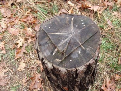 Forest Woodhenge - Scorpio - Star Stump