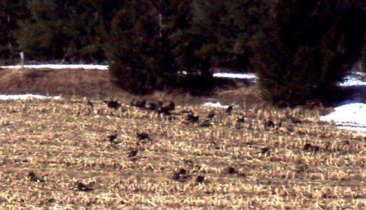 Forest Woodhenge - Spring Equinox - wild-turkeys