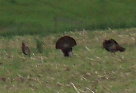 Wild Turkeys - Mating Season (6)