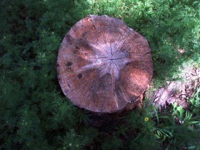 Forest Woodhenge Star Stump