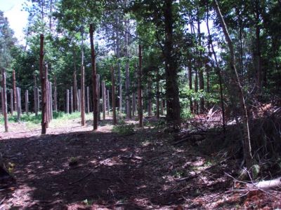 Forest Woodhenge Western Half