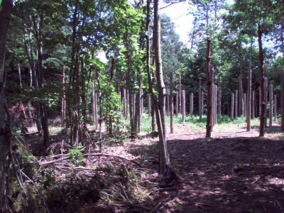 Forest Woodhenge Eastern Half