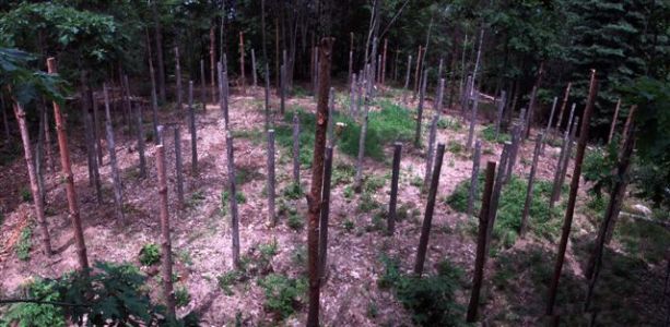 Forest Woodhenge - True Noon