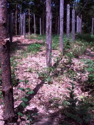 Forest Woodhenge - True Noon (4)