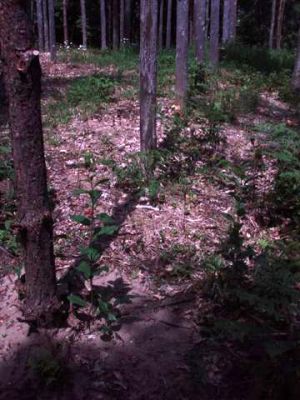 Forest Woodhenge - True Noon (5)