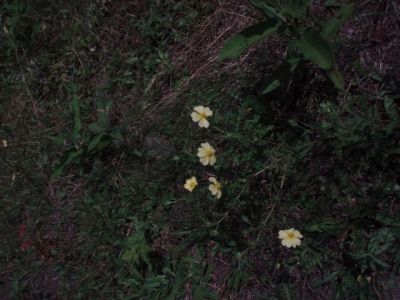 Forest Woodhenge - Flowers