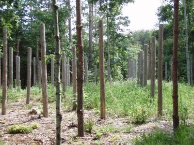 Forest Woodhenge - Midsummer South