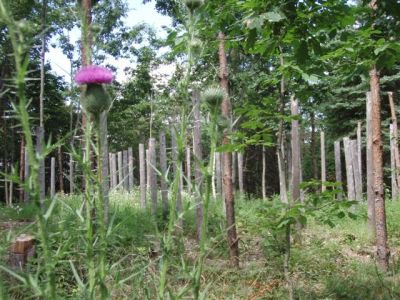 Forest Woodhenge - Midsummer