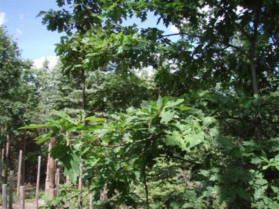 Forest Woodhenge - Midsummer (3)