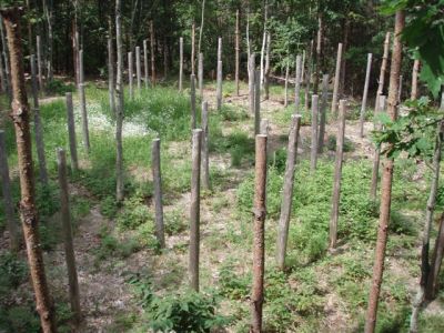 Forest Woodhenge - Midsummer (6)
