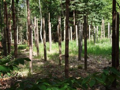 Forest Woodhenge - Midsummer (7) 