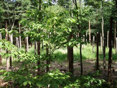 Forest Woodhenge - Midsummer (9)