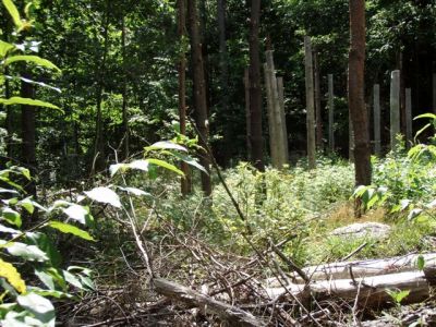 Forest Woodhenge - Midsummer (14)