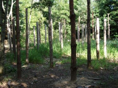Forest Woodhenge - Midsummer (18)