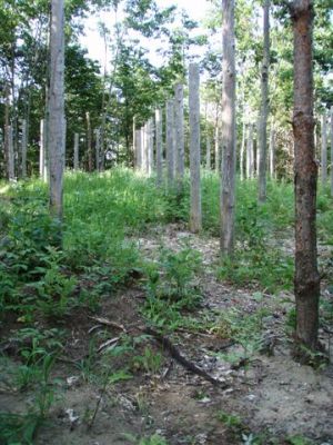 Forest Woodhenge - Midsummer (22)