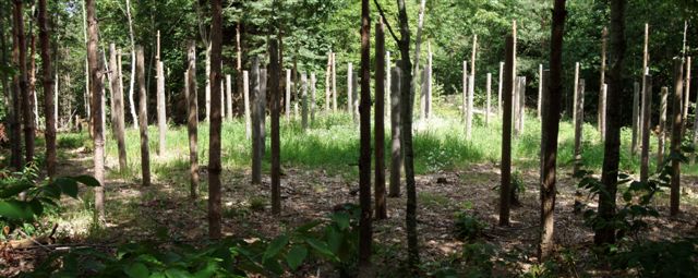 Forest Woodhenge - Midsummer!