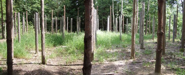 Forest Woodhenge - Midsummer!!!