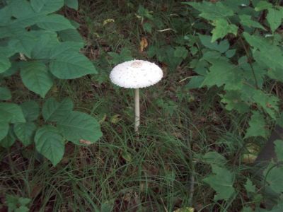 Mushroom - Toadstool