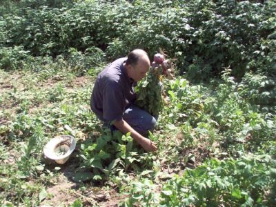 Woodhenge Garden - Picking Turnips!