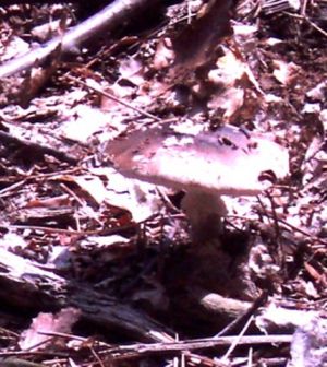 Mushroom (2)