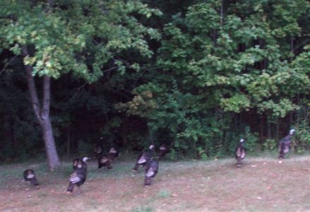 Wild Turkeys by the Roadside near Forest Woodhenge